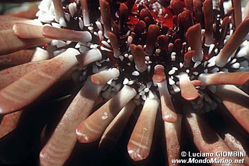 Riccio matita ardesia (Heterocentrotus mammillatus)