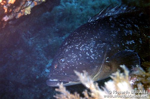 Cernia bruna (Epinephelus marginatus)
