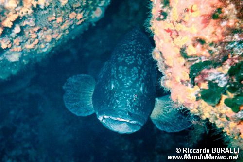 Cernia bruna (Epinephelus marginatus)