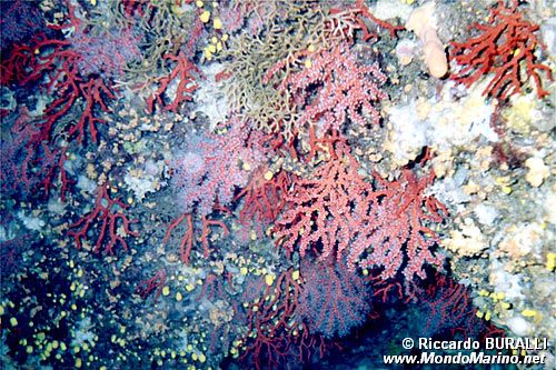 Corallo rosso (Corallium rubrum)