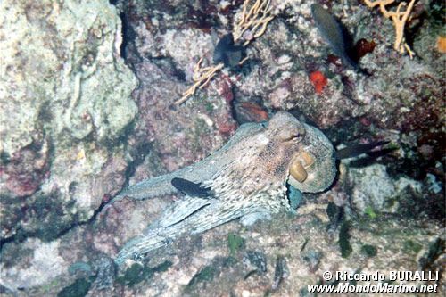 Polpo comune (Octopus vulgaris)