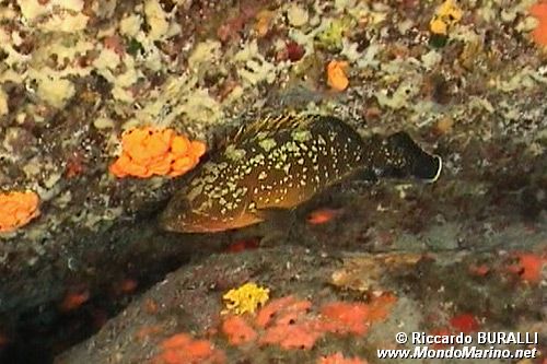 Cernia bruna (Epinephelus marginatus)