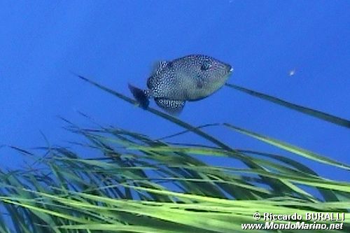 Pesce balestra mediterraneo (Balistes capriscus)