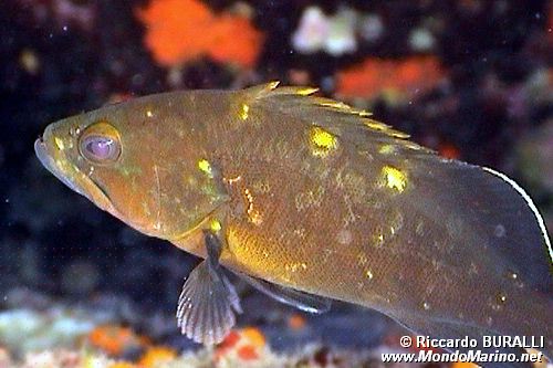 Cernia bruna (Epinephelus marginatus)