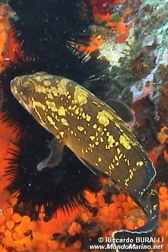 Cernia bruna (Epinephelus marginatus)