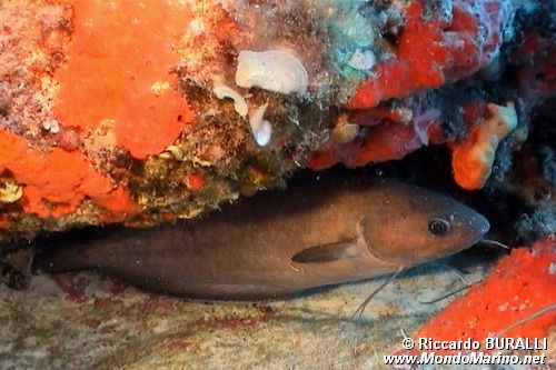 Musdea bianca (Phycis phycis)