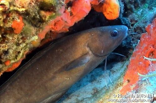 Musdea bianca (Phycis phycis)