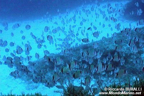 Sarago fasciato (Diplodus vulgaris)