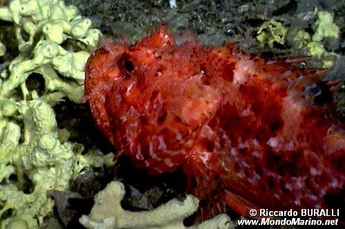 Scorfano rosso (Scorphaena scrofa)