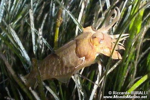 Seppia (Sepia officinalis)