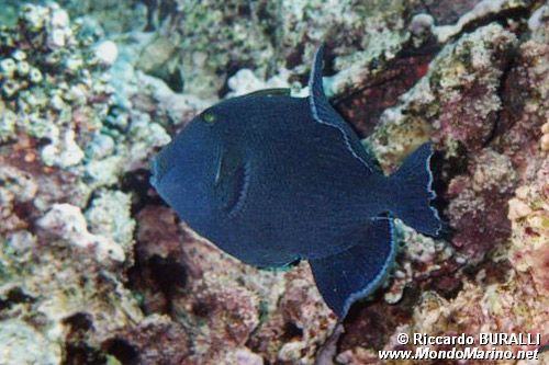 Pesce balestra (Pseudobalistes fuscus)