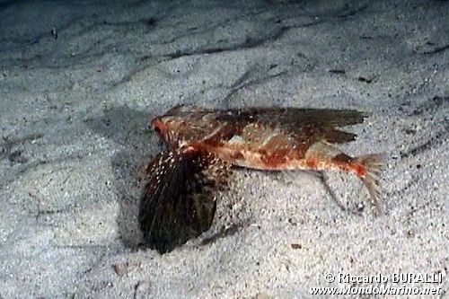 Pesce civetta (Dactylopterus volitans)