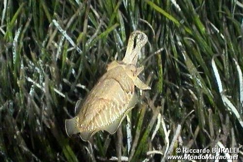 Seppia (Sepia officinalis)