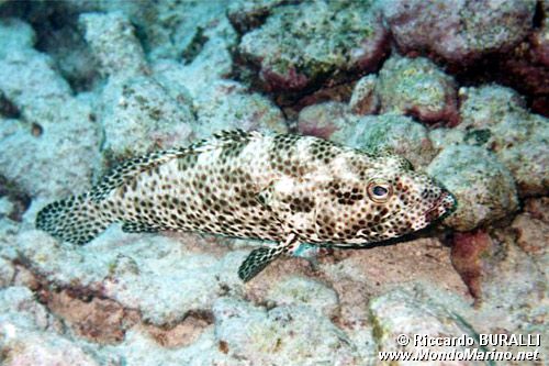Cernia maculata bruna (Epinephelus tauvina)
