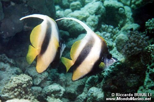 Pesce farfalla virgola (Heniochus intermedius)