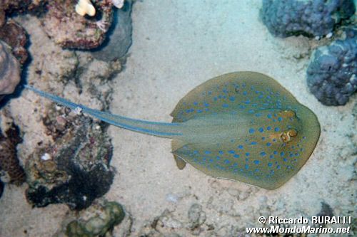 Razza a macchie blu (Taeniura lymma)