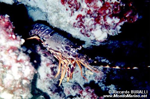 Aragosta (Palinurus elephas)