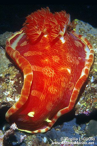 Ballerina spagnola (Hexabranchus sanguineus)