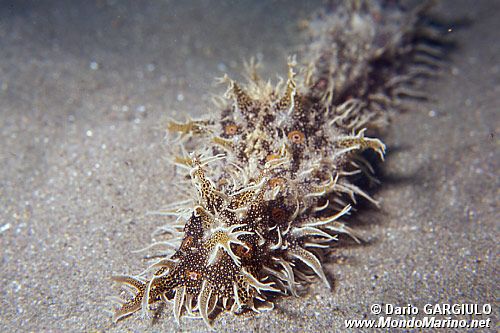 Bursatella (Bursatella leachi)