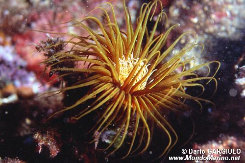 Cerianto (Cerianthus membranaceus)