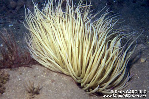 Attinia (Anemonia viridis)