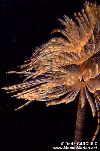 Spirografo (Sabella spallanzanii)