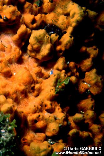 Spugna gialla (Agelas oroides)