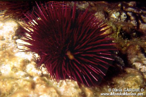 Riccio femmina (Paracentrotus lividus)