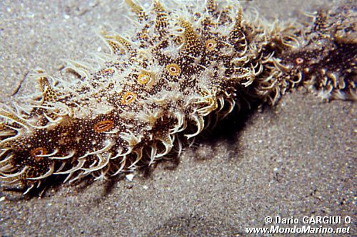 Bursatella (Bursatella leachi)