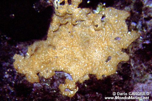 Spugna (Iricinia variabilis)