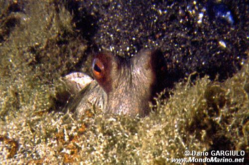 Polpo comune (Octopus vulgaris)