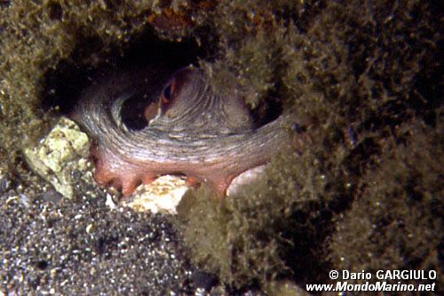 Polpo comune (Octopus vulgaris)