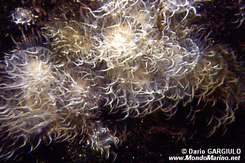 Anemone diafana (Aiptasia diaphana)