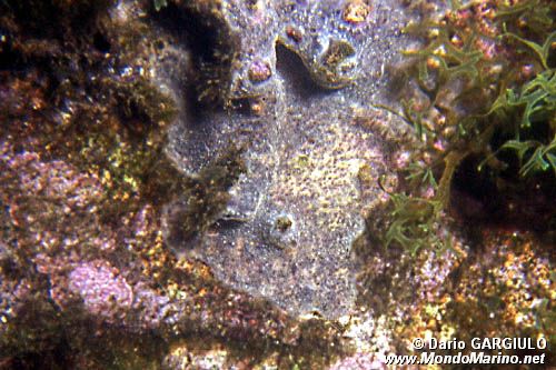 Spugna (Ircinia variabilis)