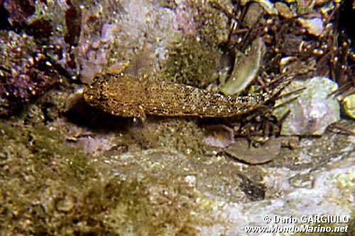 Ghiozzo rasposo (Gobius bucchichi)