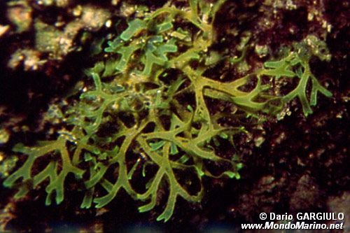 Alga a nastro bifido (Dictyota dichotoma)