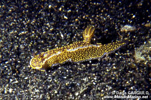 Doride dipinto (Hypselodoris picta)