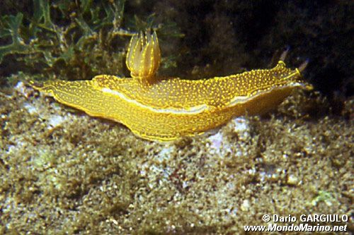 Doride dipinto (Hypselodoris picta)