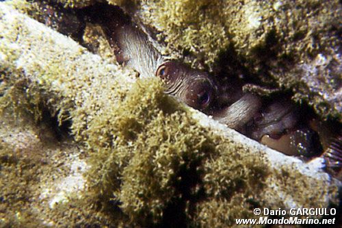 Polpo comune (Octopus vulgaris)
