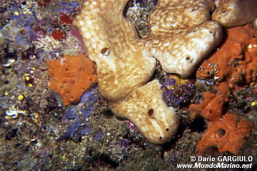 Spugna patata (Chondrosia reniformis)