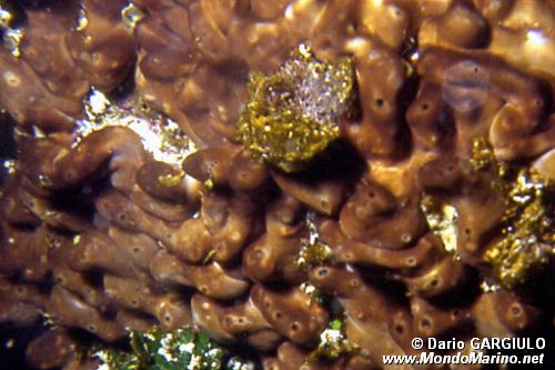 Spugna cervello (Chondrilla nucula)