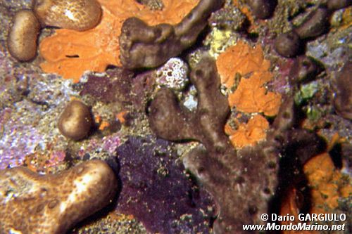 Spugna patata (Chondrosia reniformis)