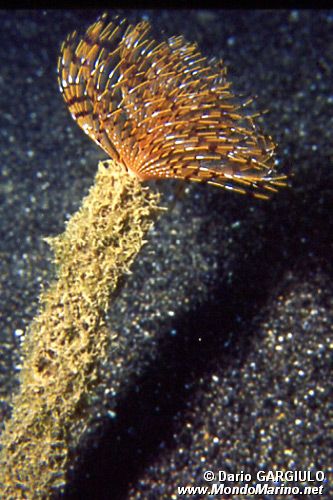 Spirografo (Sabella spallanzanii)