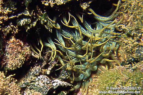 Anemone bruno (Aiptasia mutabilis)