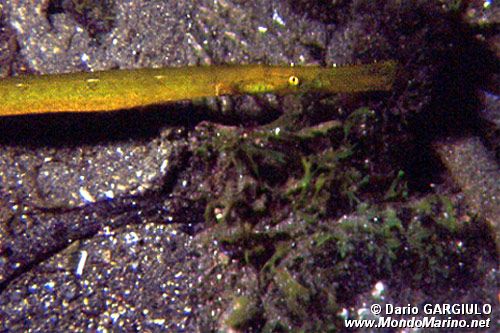 Pesce ago cavallino (Sygnathus typhle)