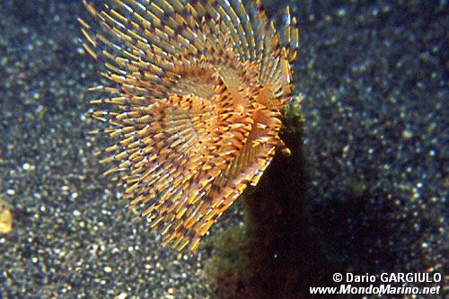 Spirografo (Sabella spallanzanii)