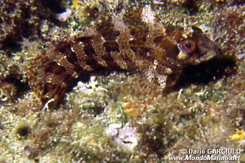 Bavosa ruggine (Parablennius gattorugine)
