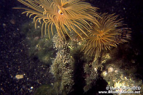 Spirografo (Sabella spallanzanii)