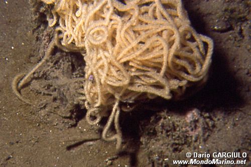 Bursatella (Bursatella leachi)