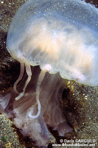 Medusa luminosa (Pelagia noctiluca)